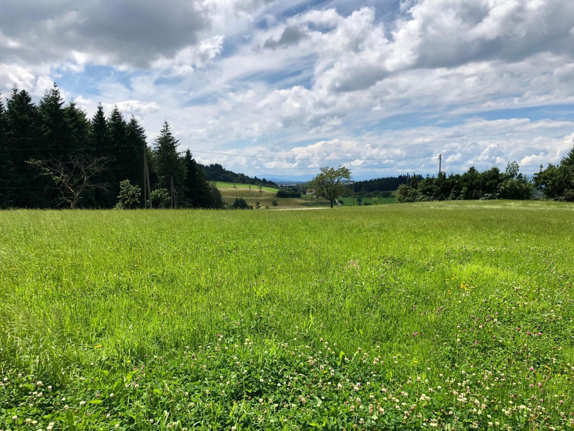 Ferien Im Schwarzwald Freiamt Hotell Exteriör bild