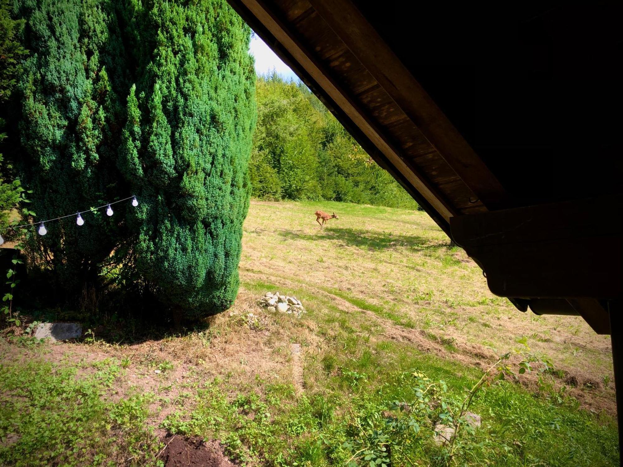 Ferien Im Schwarzwald Freiamt Hotell Exteriör bild