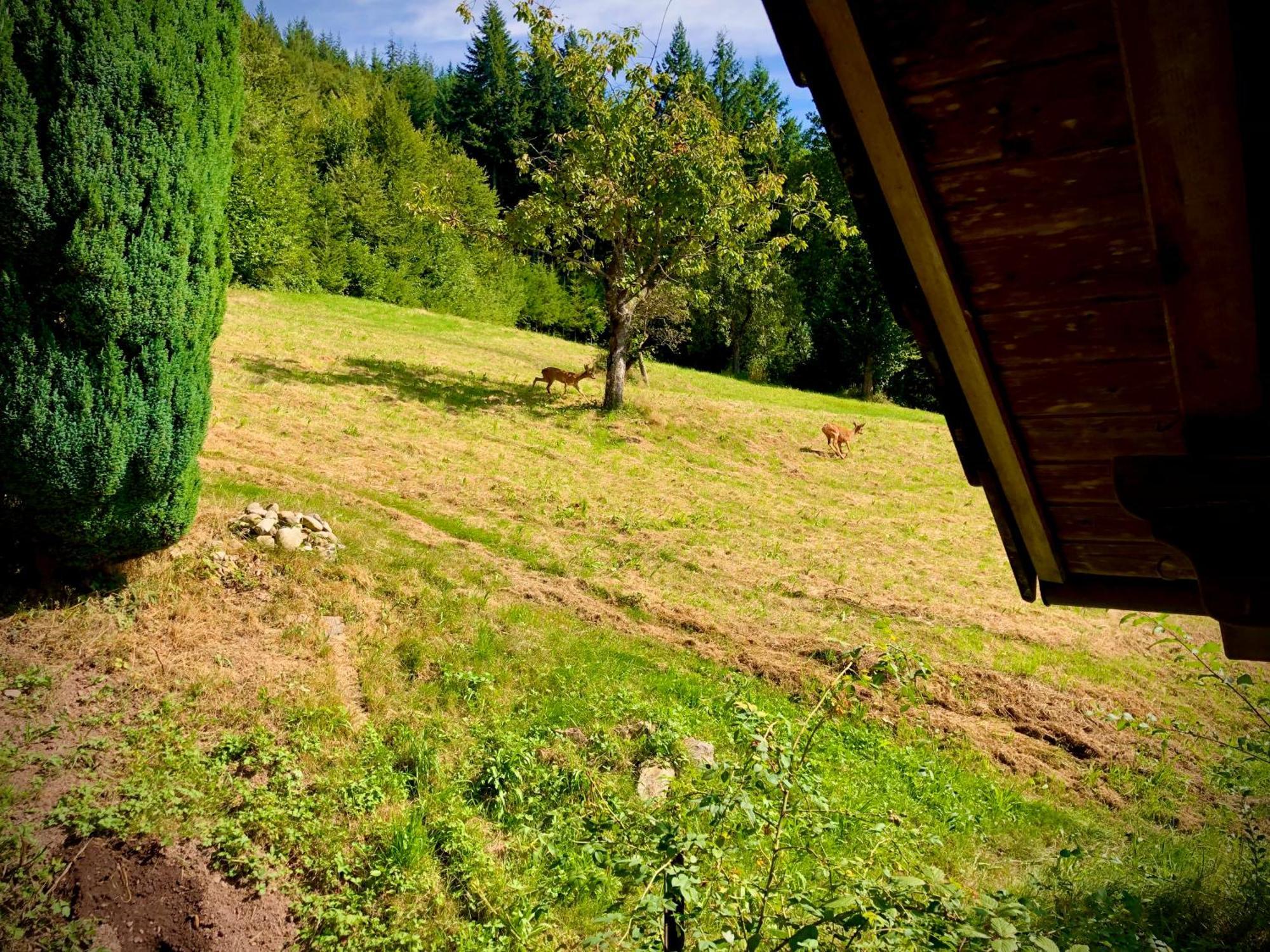 Ferien Im Schwarzwald Freiamt Hotell Exteriör bild